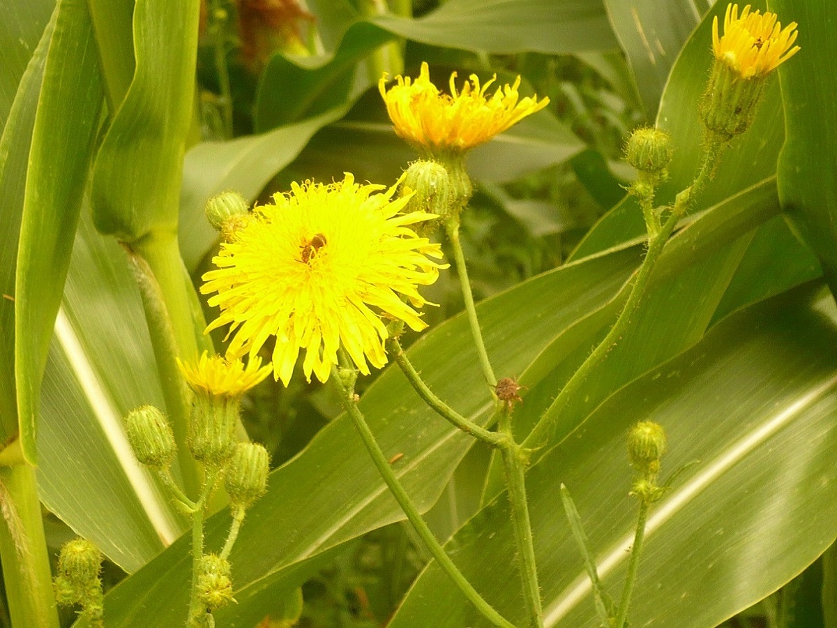 Sonchus arvensis subsp. arvensis (Asteraceae)